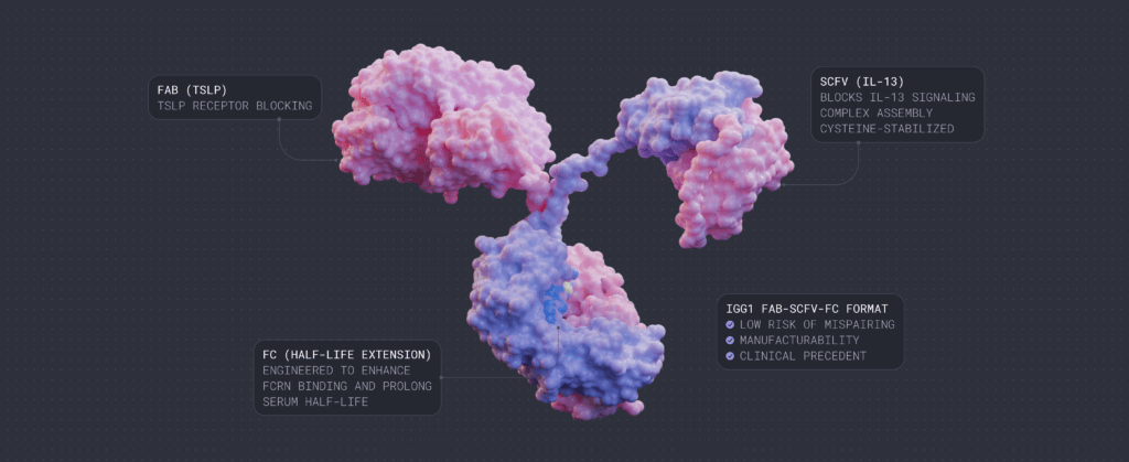 Vial's IL-13 x TSLP Phase 1b study in asthma